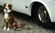 Dog sitter - Pets - 8020112543 - 2